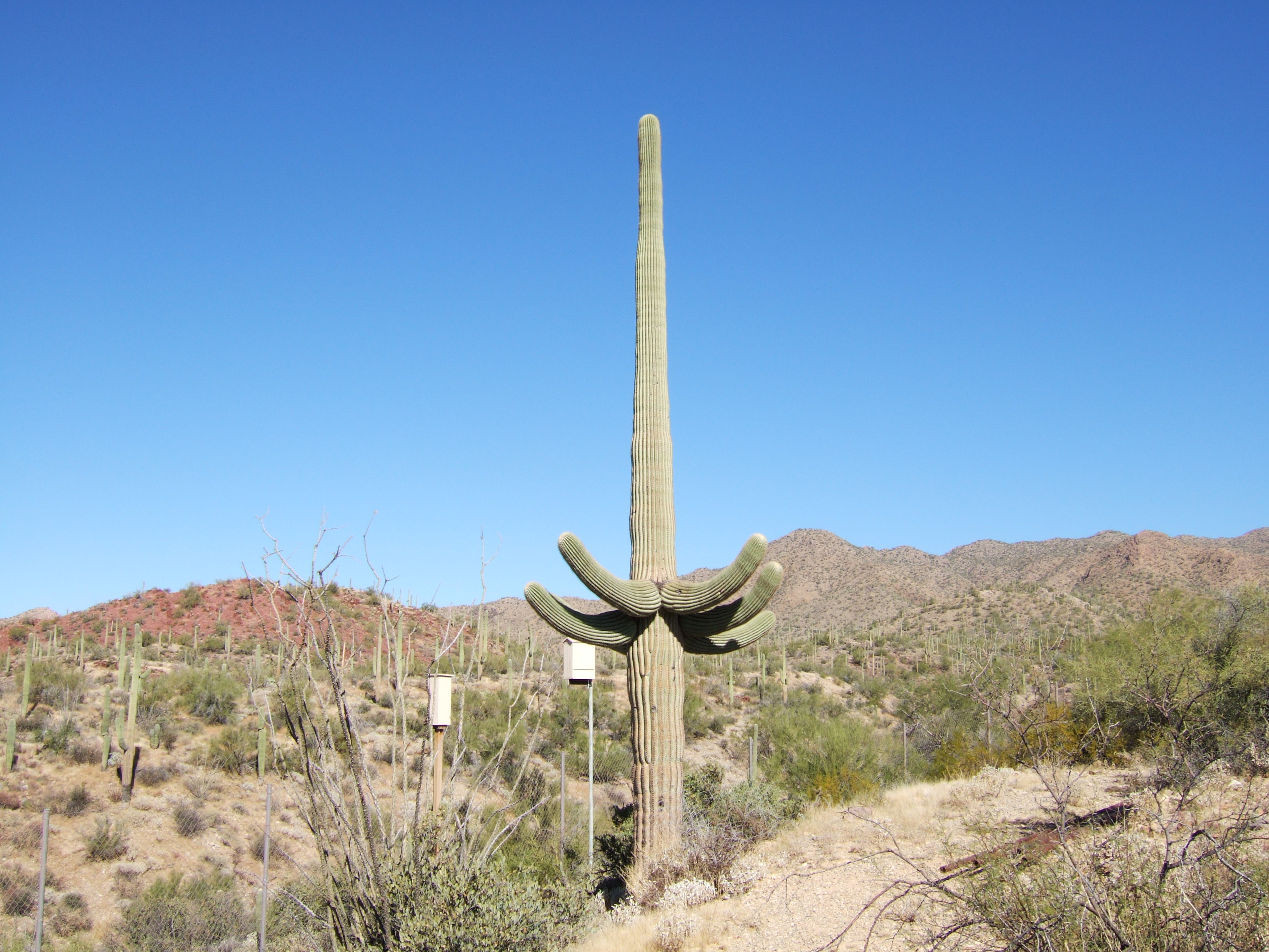 Saguaro NP, Arizona